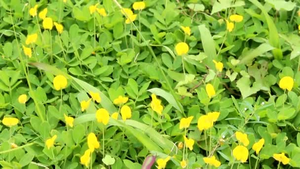 Kwitnące żółte kwiaty — Wideo stockowe
